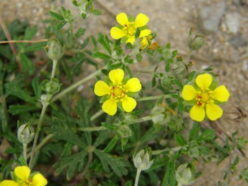 Silvery Cinquefoil