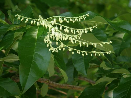 Sourwood