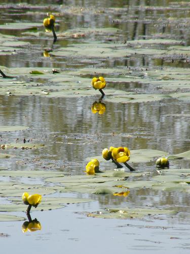 Yellow Pond Lily