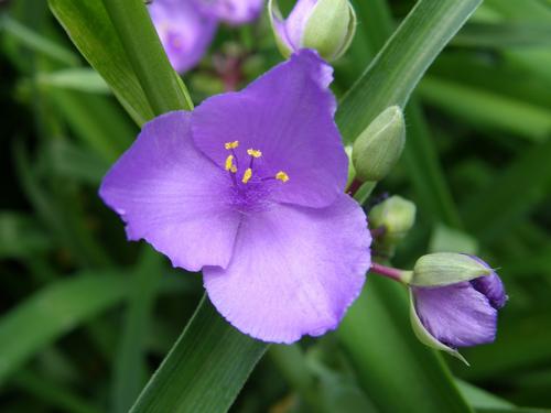 Smooth Spiderwort