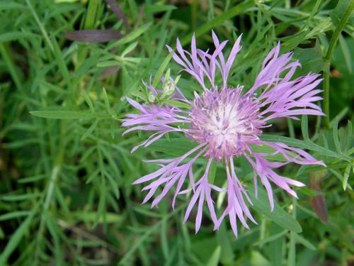 Spotted Knapweed
