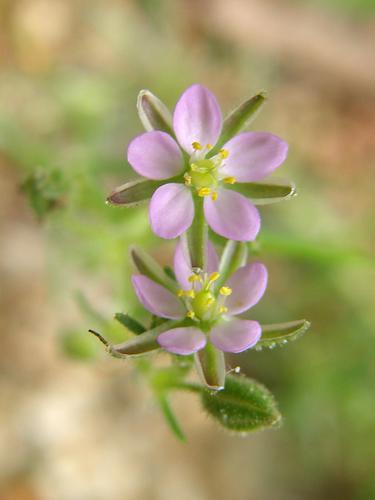 Salt-marsh Sand Spurry