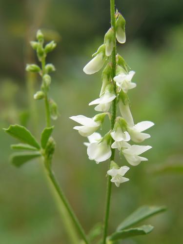White Sweet Clover