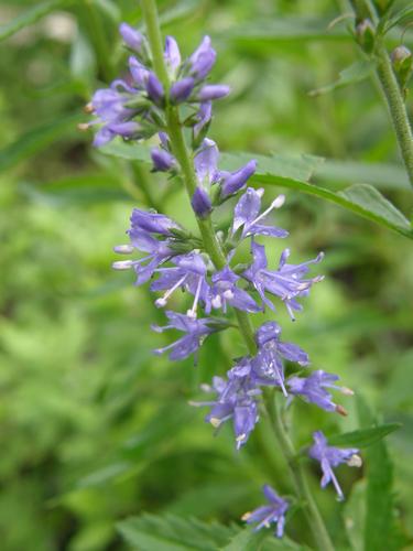 Speedwell