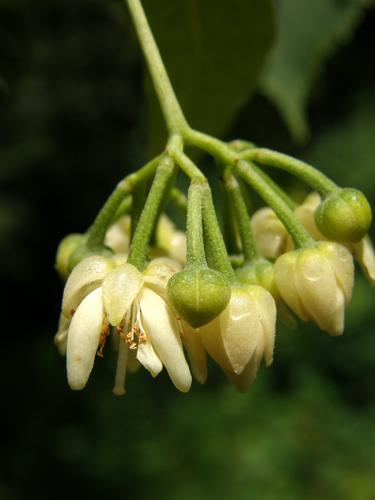 American Linden (Tilia americana)