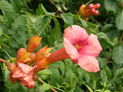 Trumpet-vine