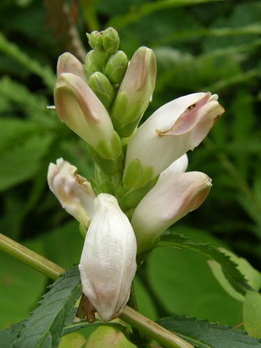 Turtlehead flower