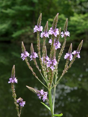 Blue Vervain flowers