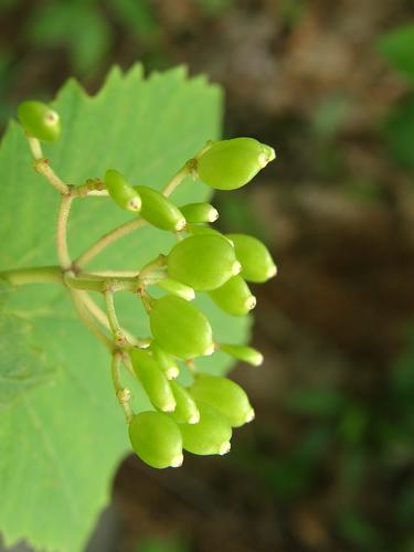 Mapleleaf Viburnum