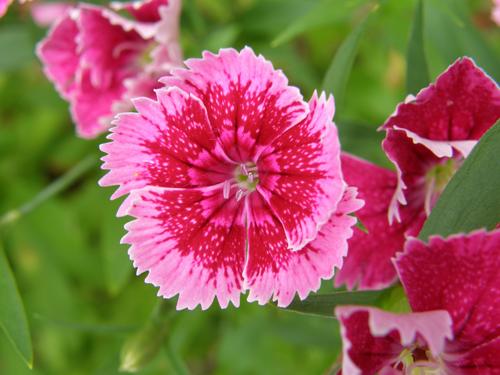 Sweet William (Dianthus barbatus)