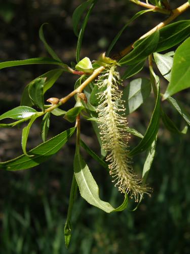 White Willow