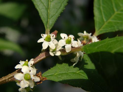 Common Winterberry