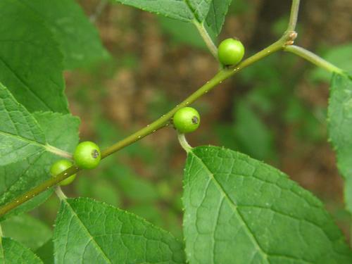 Common Winterberry