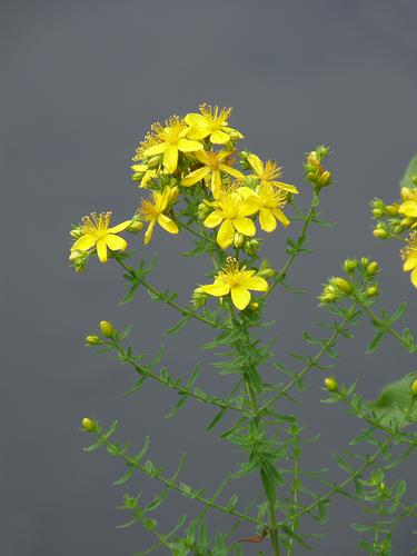 Common St Johns Wort