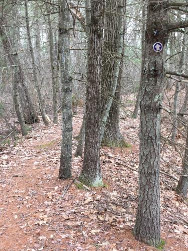 trail at Minnie Reid Conservation Area in northeastern Massachusetts