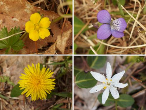 flowers at Miriam Forest near Rindge in southern New Hampshire