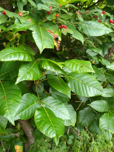 lush poison ivy growing at trailside on Misery Island near Marblehead in Massachusetts