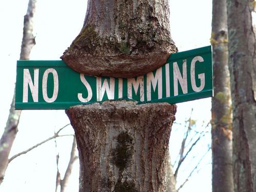tree eating a no-swimming sign at Mount Misery Conservation Area near Lincoln in northeastern Massachusetts