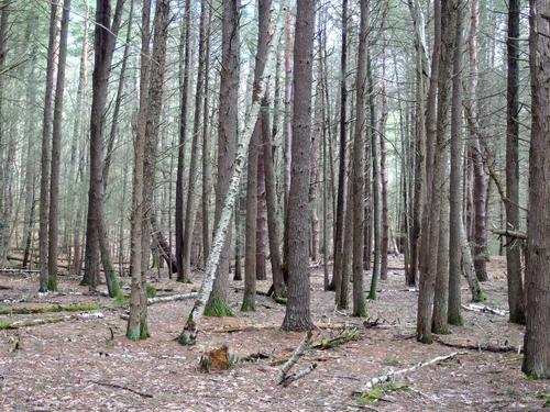 pristine woods in March at Mount Misery Conservation Area near Lincoln in northeastern Massachusetts