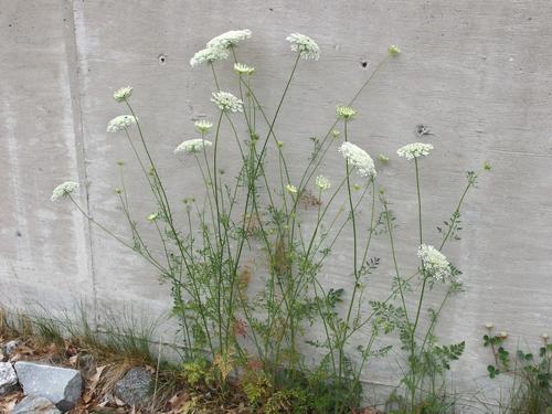 Queen Anne's Lace (Daucus carota) at Perkins Pond WMA near Mount Misery in southern New Hampshire