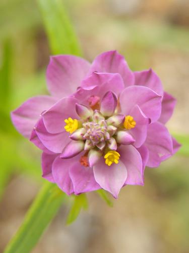 Purple Milkwort (Polygala sanguinea)