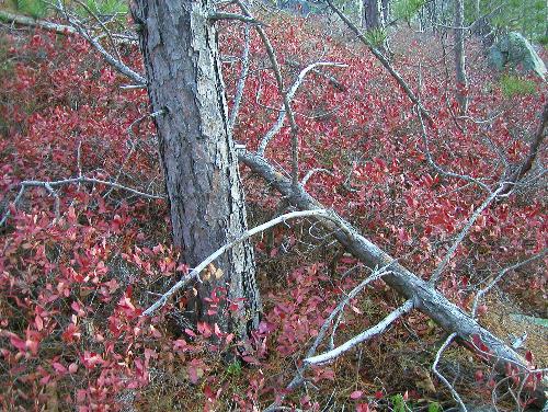 Red Pines and fall foliage on South Moat Mountain in New Hampshire