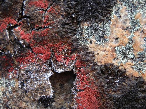 Dark Shadow Lichen on North Moat Mountain in New Hampshire