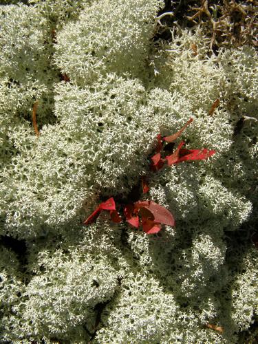 Star-tipped Reindeer Lichen