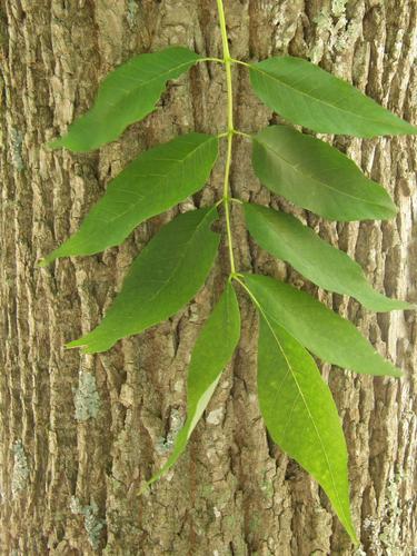 Green Ash (Fraxinus pennsylvanica)