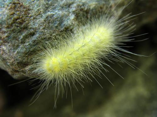 Yellow Bear -- caterpillar of Virginian Tiger Moth (Spilosoma virginica)