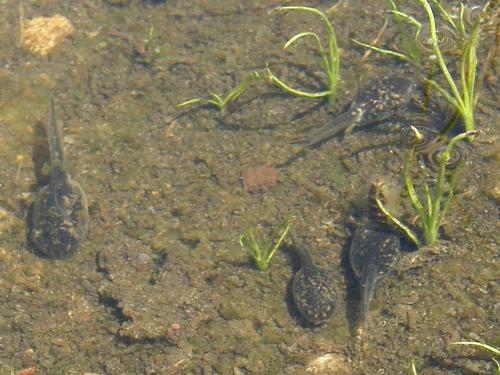 tadpoles