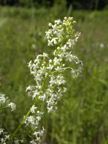 Wild Madder (Galium mollugo)