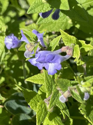 Marsh Skullcap