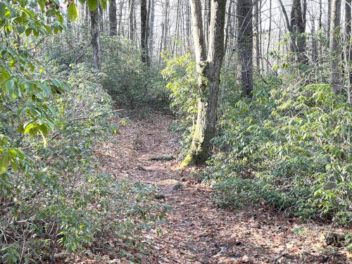 trail in January at Moore State Park in central Massachusetts