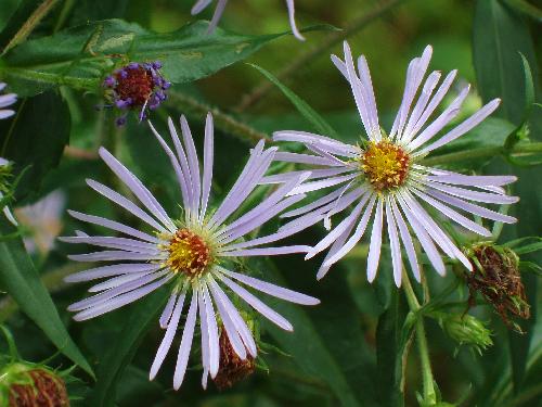 Purple-stemmed Aster flowers