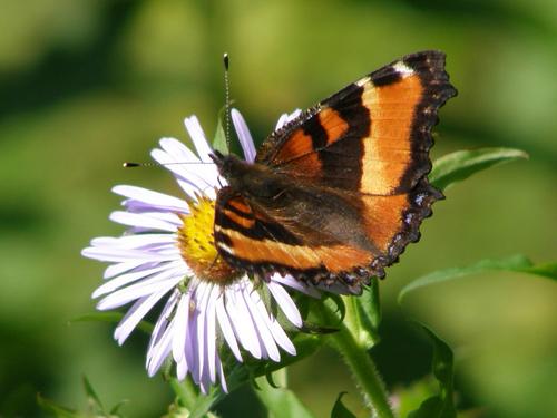 Milbert's Tortoiseshell butterfly (Nymphalis milberti)