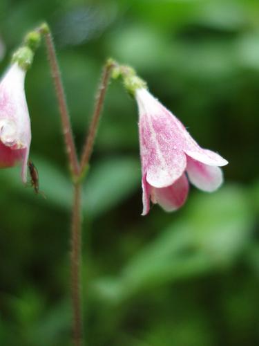 Twinflower (Linnaea borealis)