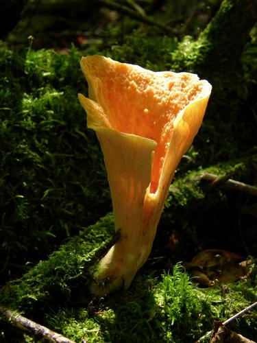 Woolly Chanterelle (Gomphus floccosus)