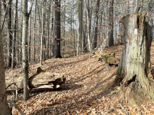 trail entrance in November at Moseley Hill in eastern VT