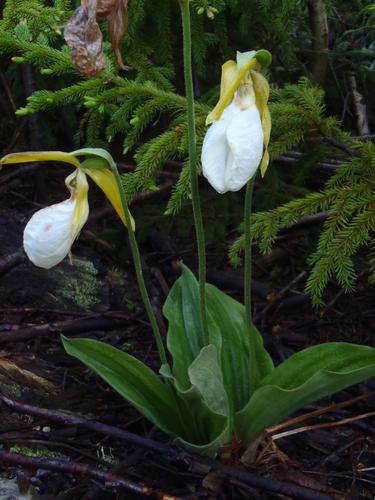 white-flower variety of Pink Lady Slipper