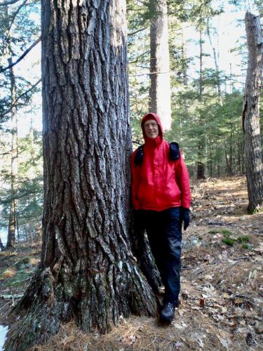 Fred by a tree at Mulligan Forest in southern New Hampshire