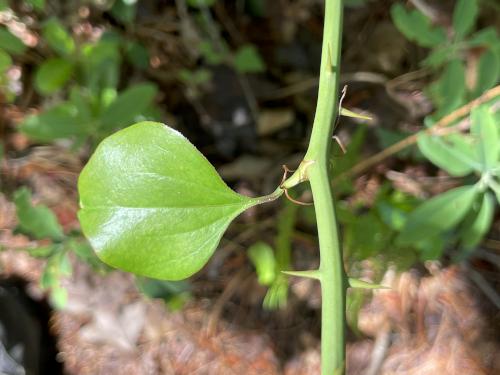 Cat Briar (Similax glauca) in June beside the trail at Myles Standish State Forest in eastern Massachusetts