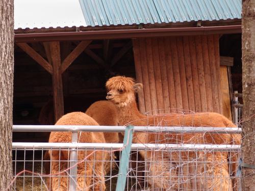 alpaca habitat at America's Stonehenge on Mystery Hill at Salem in New Hampshire