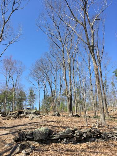 recent lumbering at America's Stonehenge historical site on Mystery Hill at Salem in New Hampshire