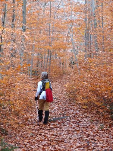 hiker on the trail to Mount Nancy in New Hampshire