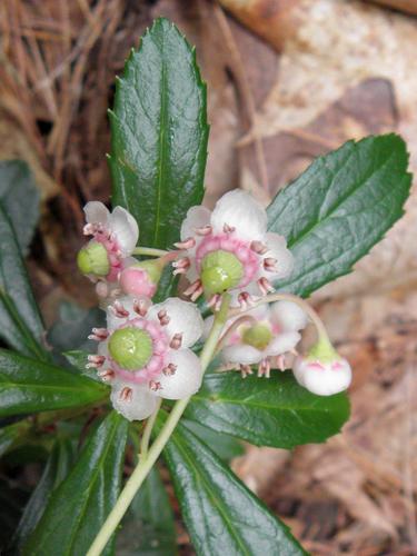 Pipsissewa