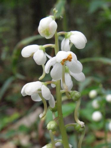 Common Shinleaf (Pyrola elliptica)