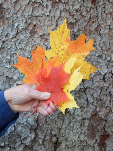 colorful leaves at Edgewood Cemetery in New Hampshire