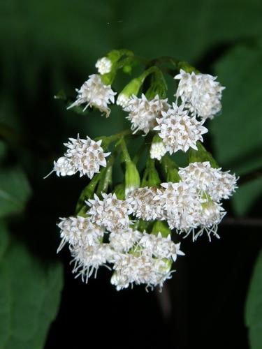 White Snakeroot