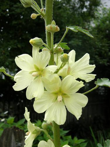 Common Hollyhock